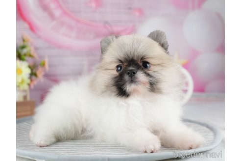 成約済の茨城県のポメラニアン-324756の5枚目