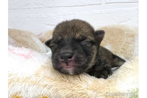 成約済の愛知県の豆柴-324759の23枚目