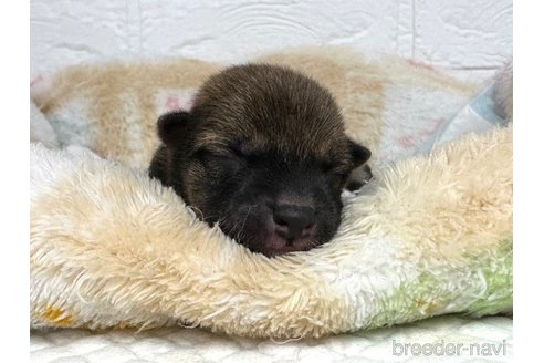 成約済の愛知県の豆柴-324759の20枚目