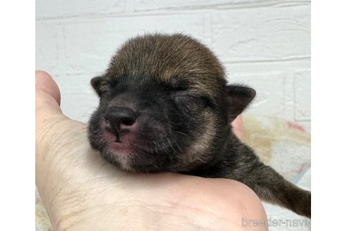 成約済の愛知県の豆柴-324759の19枚目