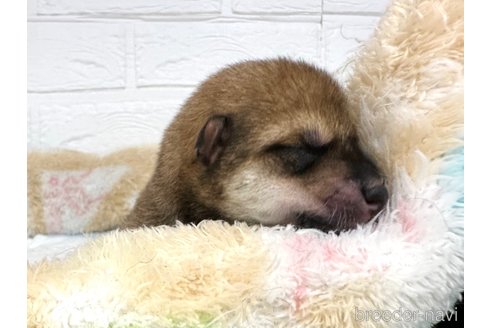 成約済の愛知県の豆柴-324760の23枚目