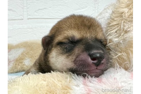 成約済の愛知県の豆柴-324760の19枚目