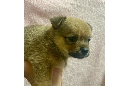 成約済の大分県のミックス犬-324779の19枚目