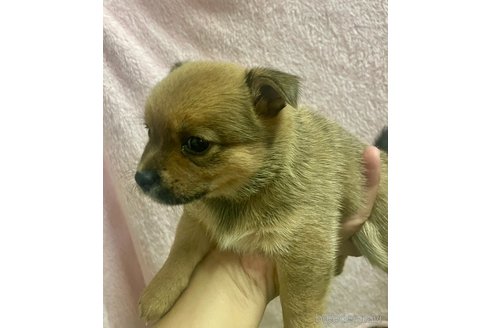 成約済の大分県のミックス犬-324779の18枚目