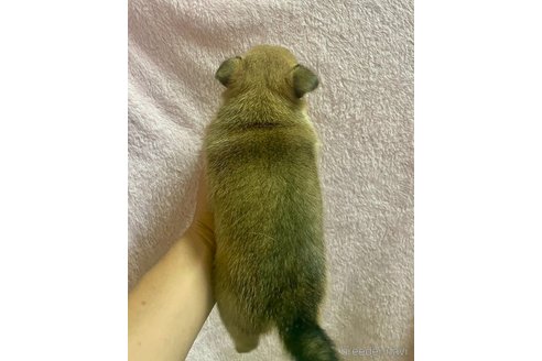 成約済の大分県のミックス犬-324779の17枚目