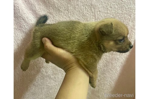 成約済の大分県のミックス犬-324779の16枚目