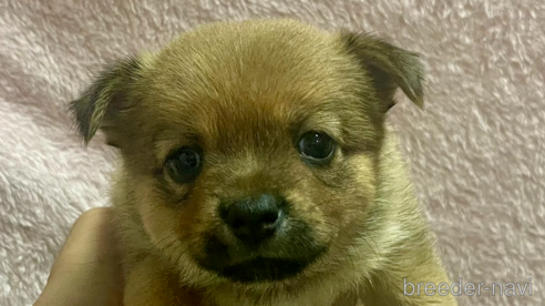 成約済の大分県のミックス犬-324779の14枚目