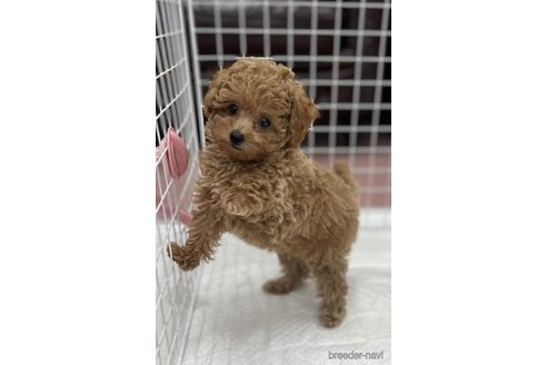 成約済の香川県のトイプードル-323340の2枚目
