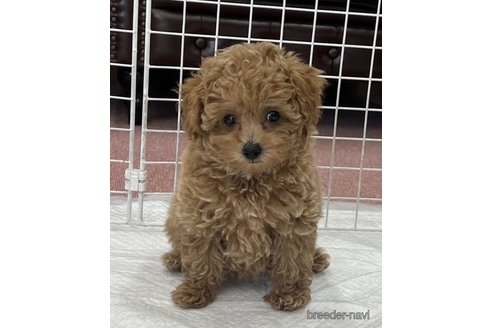成約済の香川県のトイプードル-323340の7枚目