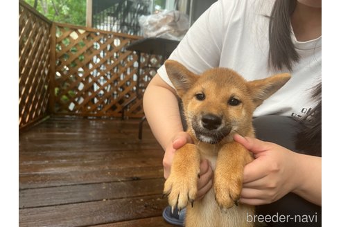 成約済の熊本県の柴犬-324811の4枚目