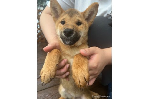 成約済の熊本県の柴犬-324811の5枚目