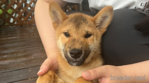 成約済のの柴犬-324811