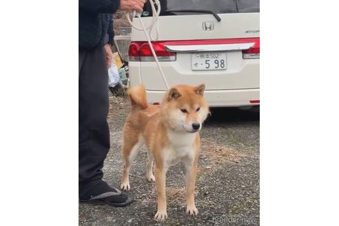 成約済の熊本県の柴犬-324811の2枚目