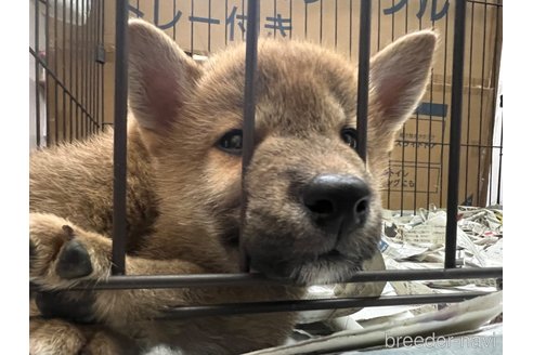 成約済の熊本県の柴犬-324811の3枚目