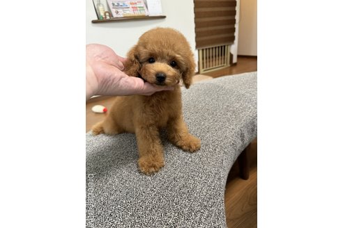 成約済の茨城県のトイプードル-322987の4枚目