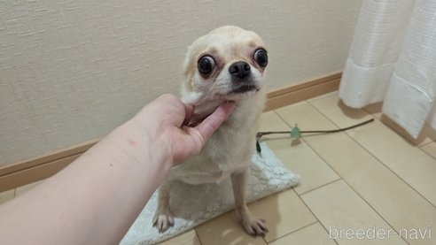 成約済の広島県のチワワ(スムースコート)-257887の4枚目