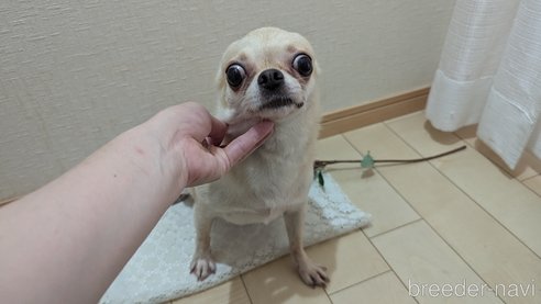 成約済の広島県のチワワ(スムースコート)-257887の5枚目