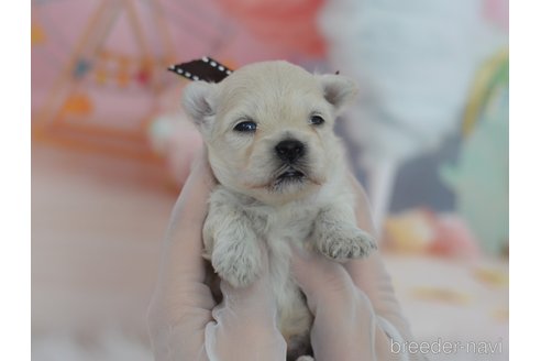 成約済の埼玉県のマルプー:マルチーズ×トイプードル-324837の2枚目