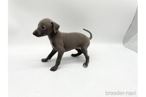 成約済の愛知県のイタリアングレーハウンド(イタグレ)-324846の4枚目