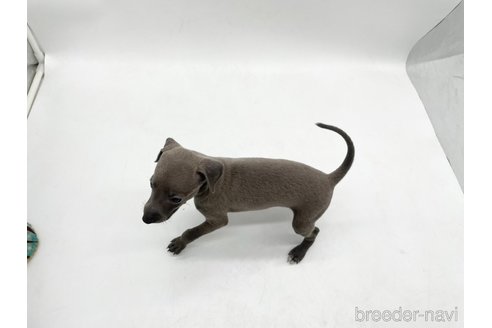 成約済の愛知県のイタリアングレーハウンド(イタグレ)-324846の5枚目