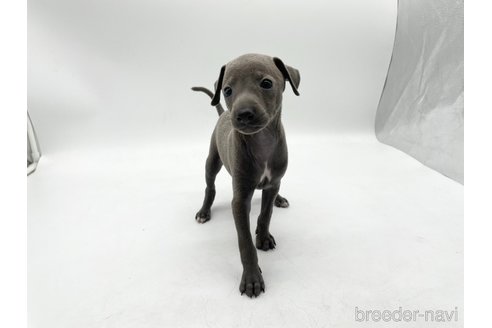 成約済の愛知県のイタリアングレーハウンド(イタグレ)-324846の2枚目