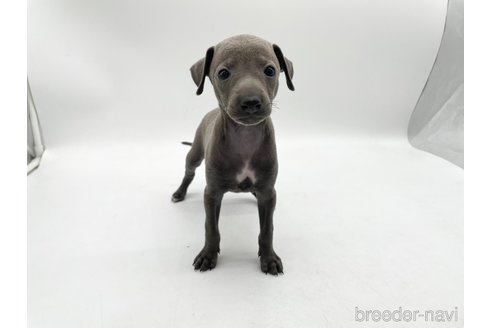 成約済の愛知県のイタリアングレーハウンド(イタグレ)-324846