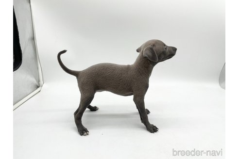 成約済の愛知県のイタリアングレーハウンド(イタグレ)-324846の3枚目