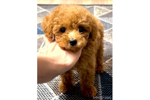 成約済の奈良県のティーカッププードル-324279の1枚目