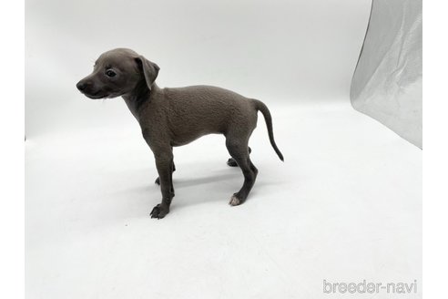 成約済の愛知県のイタリアングレーハウンド(イタグレ)-324848の3枚目