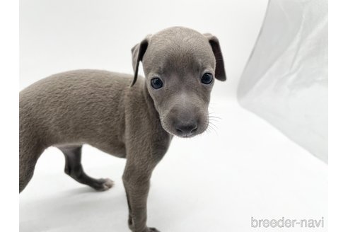 成約済の愛知県のイタリアングレーハウンド(イタグレ)-324848の5枚目