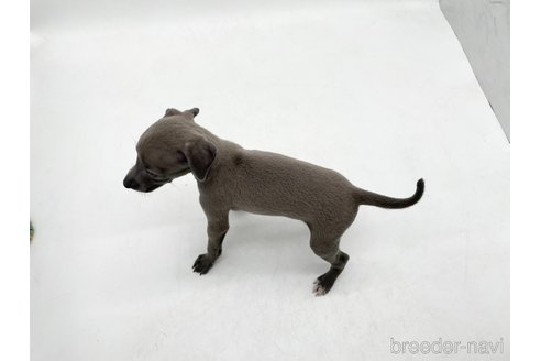 成約済の愛知県のイタリアングレーハウンド(イタグレ)-324848の4枚目