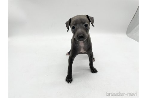 成約済の愛知県のイタリアングレーハウンド(イタグレ)-324849の1枚目