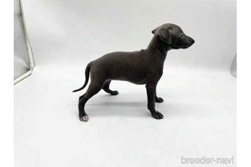 成約済の愛知県のイタリアングレーハウンド(イタグレ)-324849の2枚目