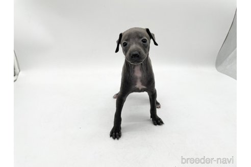 成約済の愛知県のイタリアングレーハウンド(イタグレ)-324849の3枚目