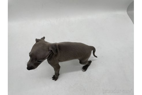 成約済の愛知県のイタリアングレーハウンド(イタグレ)-324850の2枚目