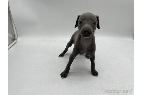 成約済の愛知県のイタリアングレーハウンド(イタグレ)-324850の1枚目