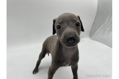 成約済の愛知県のイタリアングレーハウンド(イタグレ)-324850の3枚目