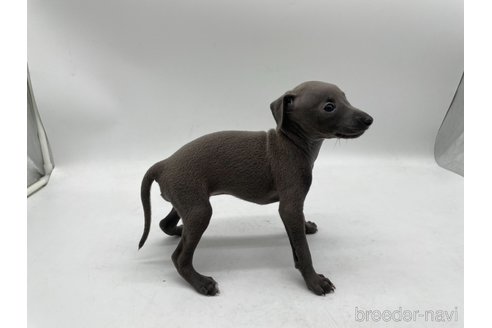 成約済の愛知県のイタリアングレーハウンド(イタグレ)-324850の5枚目