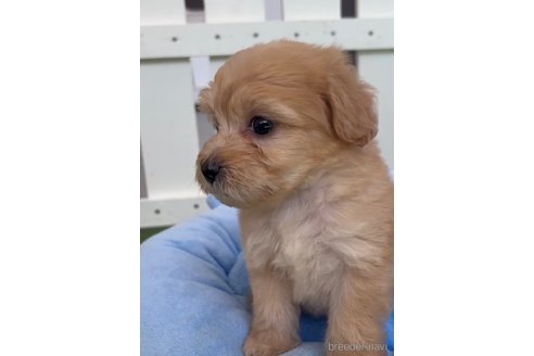 成約済の福岡県のマルプー:マルチーズ×トイプードル-324854の5枚目