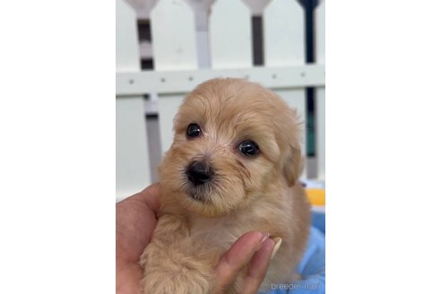 成約済の福岡県のマルプー:マルチーズ×トイプードル-324854の3枚目