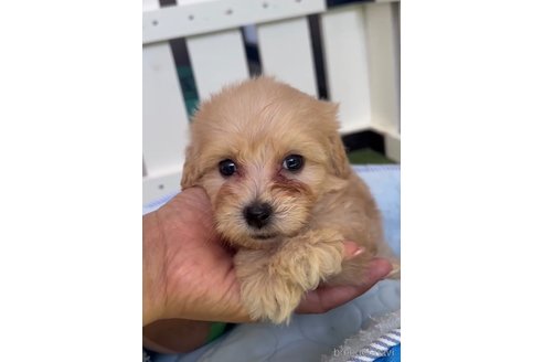 成約済の福岡県のマルプー:マルチーズ×トイプードル-324860の4枚目