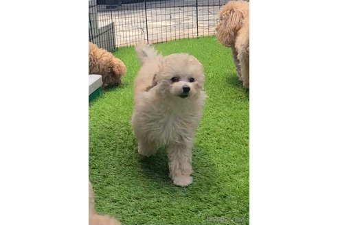ゆずちゃん1枚目