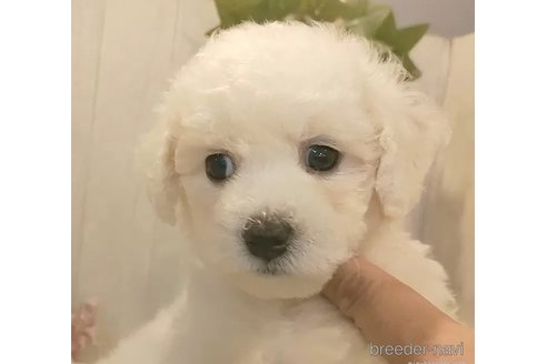 成約済の愛知県のビションフリーゼ-323275の4枚目