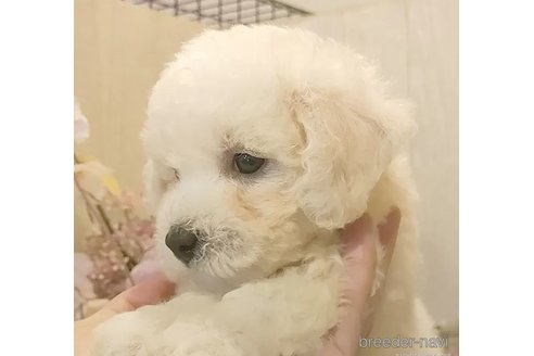 成約済の愛知県のビションフリーゼ-323275の3枚目