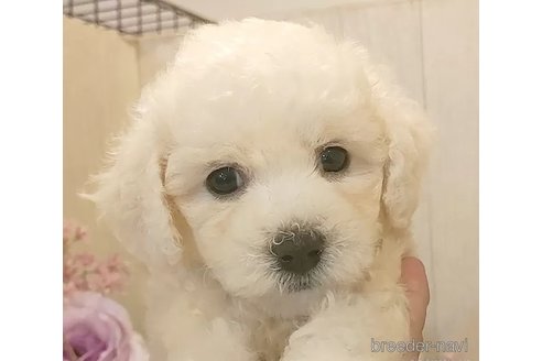 成約済の愛知県のビションフリーゼ-323275の2枚目