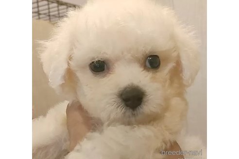 成約済の愛知県のビションフリーゼ-323272の4枚目