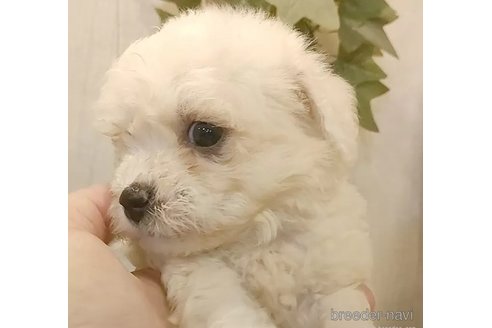 成約済の愛知県のビションフリーゼ-323272の2枚目