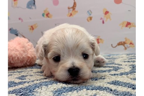 成約済の東京都のミックス犬-324913の10枚目