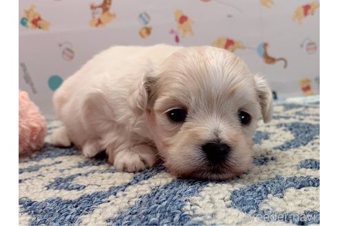 成約済の東京都のミックス犬-324913の11枚目