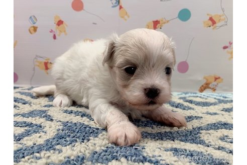 成約済の東京都のミックス犬-324914の11枚目